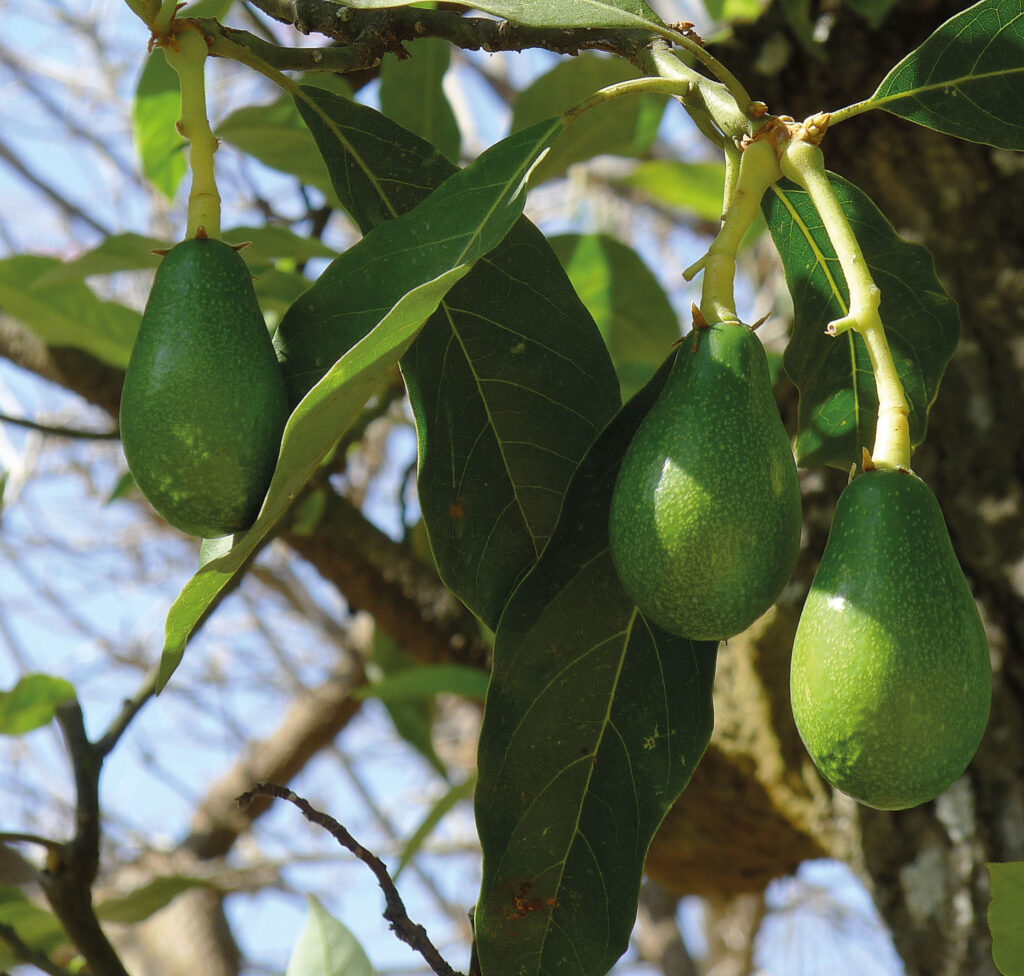 El aguacate el oro verde de México CoreCulinario