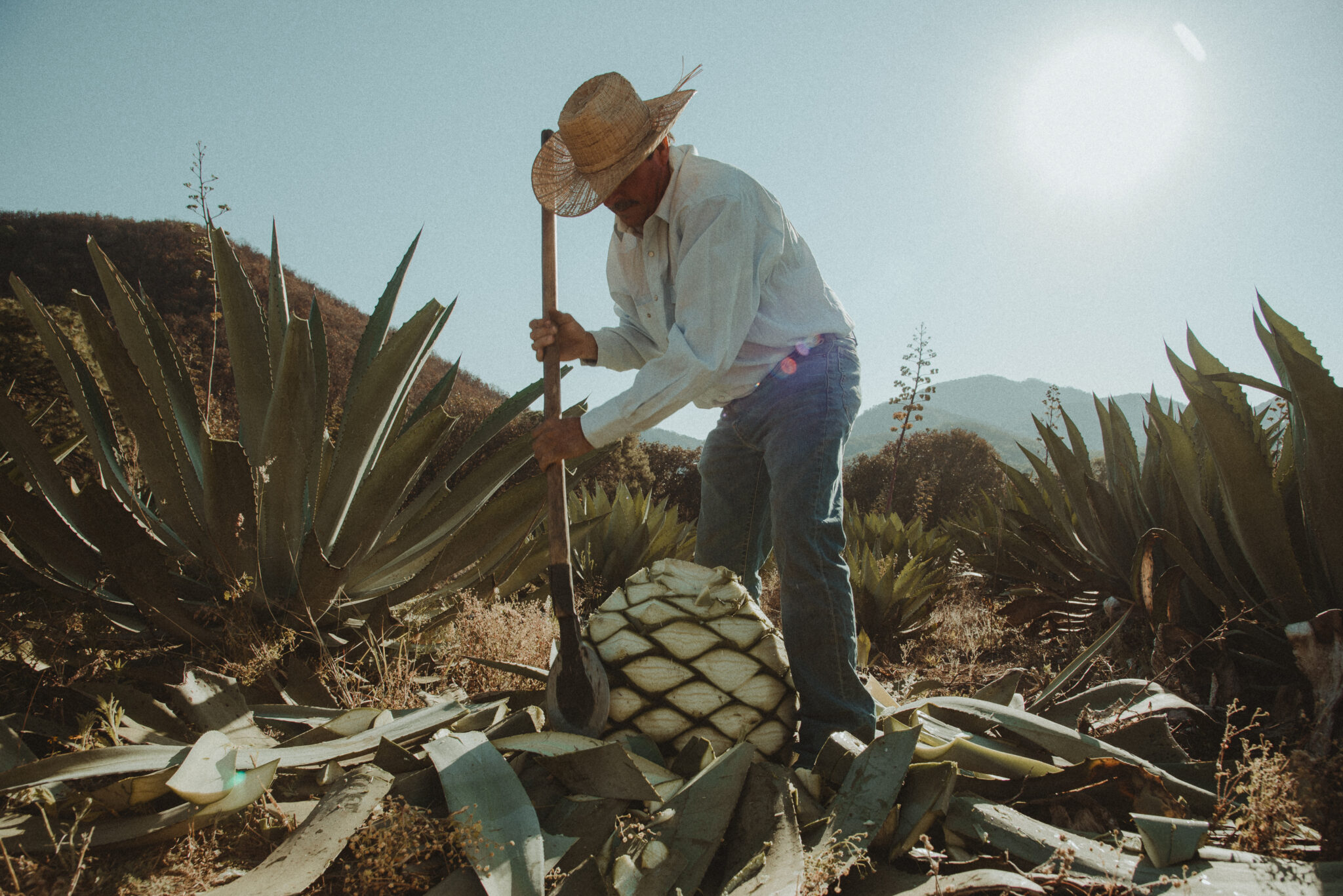 Descubre la Ruta de la Raicilla en Costalegre, el camino para degustar ...